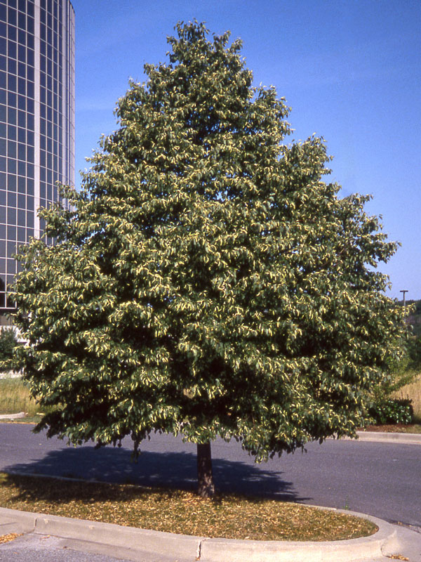 Photo of a Tuxedo White Ash