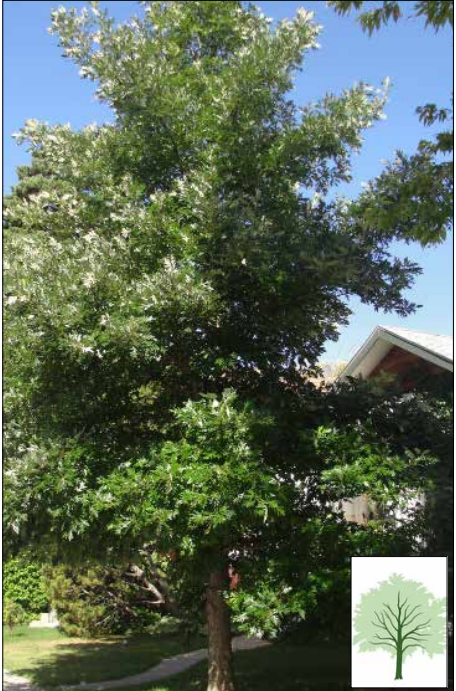 Photo of a Tuxedo White Ash