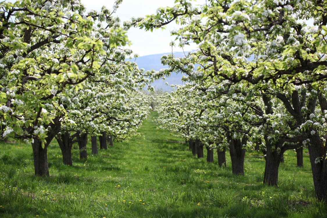 Agricultural Land Reserve City of Kelowna