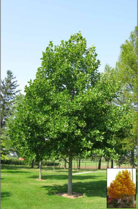 Photo of a Hot Wings Tatarian Maple